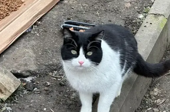 Найдена кошка, Краснодар, фото: Найдена кошка, улица Корницкого, 2, Краснодар - похожа на домашнюю