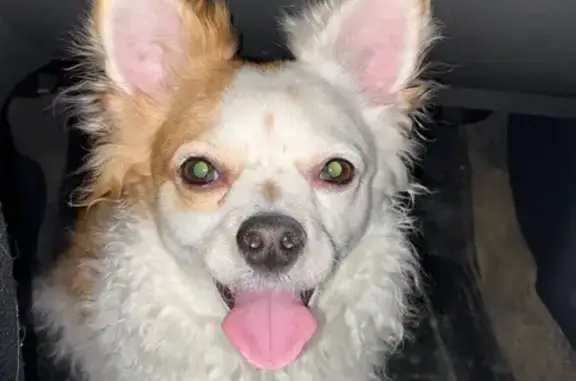 Пропал собака, Пошехонское шоссе, Вологда - кличка Ричи, очень нежный и ласковый - photo