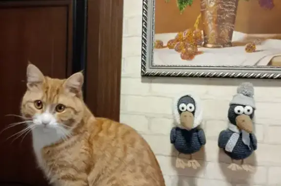 Пропал кот, улица Ерошевского, 2, Самара - рыжий, вышел погулять и не вернулся - photo