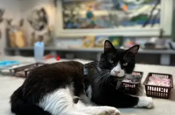 Пропала кошка, улица Прониной, 29А, Екатеринбург - черно-белая с сердечком на носу - photo