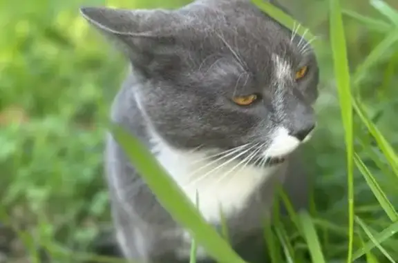 Найден кот, Северная улица, 425, Краснодар - молодой и контактный - photo