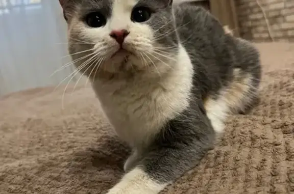 Найдена кошка, Карачиха, фото: Найдена кошка, Сиреневая улица, 3А, Карачиха - молодая и ласковая