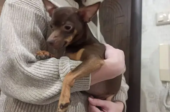 Найденные животные Полевской, фото: Найден собака, 6, Полевской - шоколадный той-терьер