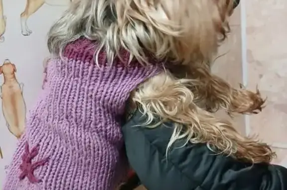 Найдена собака, Новосибирск, фото: Найдена собака, Гидромонтажная улица, Новосибирск - взрослая йоркширский терьер в жилетке