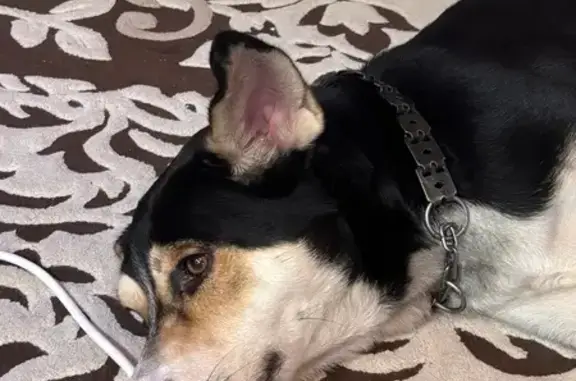 Найдена собака, Красноярск, фото: Найдена собака, мужской, улица 9 Мая, 42А, Красноярск - дружелюбный и контактный