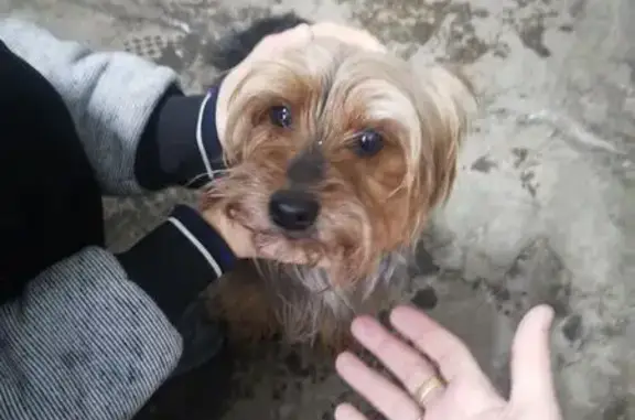 Найдена собака, Челябинск, фото: Найдена собака, Пионерская улица, Челябинск - чёрно-коричневый окрас, ёрки мальчик