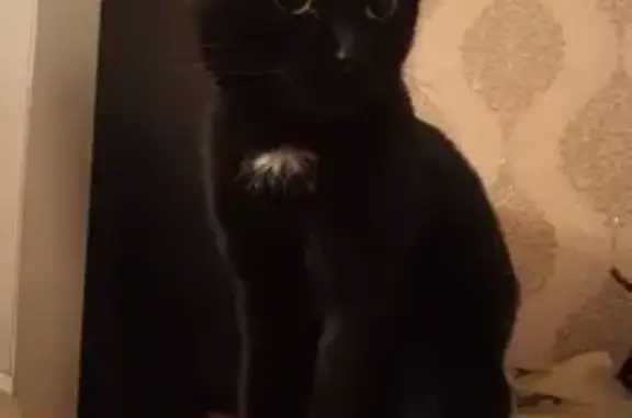 Найдена кошка, Йошкар-Ола, фото: Найдена кошка, Краснофлотская улица, 24, Йошкар-Ола - домашняя и ласковая
