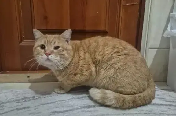 Найденные животные Томск, фото: Найдена кошка, улица Олега Кошевого, 67, Томск - рыжий с желтыми глазами