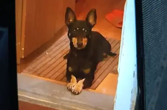 Пропал собака, мужской, Весенняя улица, 17/2, Краснодар - photo