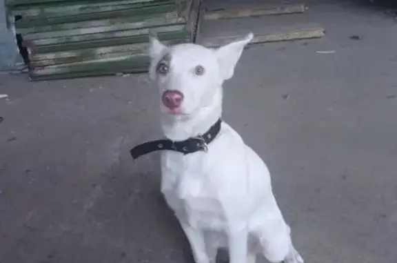 Найдена собака, Омск, фото: Найдена собака, женский пол, 36-я Северная улица, Омск - белая, нос светло-коричневый