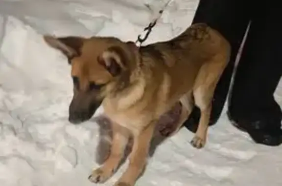 Найдена собака, Екатеринбург, фото: Найдена собака, женский пол, Литературная аллея, Екатеринбург - рыжий с ошейником