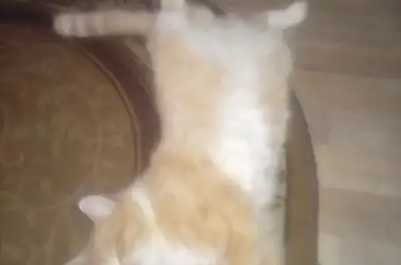 Пропал кот, Залесовская улица, Тальменка - светло-рыжий с белыми пятнами - photo