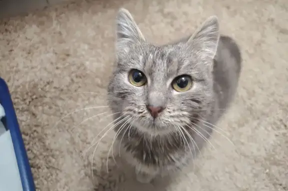Найденные животные Павловский Посад, фото: Найдена кошка, улица Радищева, 77, Павловский Посад - серая и ласковая