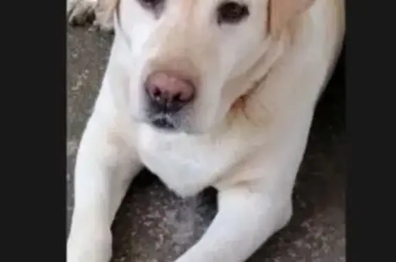 Пропала собака, улица Невского, 25, Незлобная - палевый окрас, среднего роста - photo