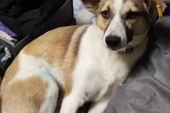 Пропала собака, улица имени Сергея Есенина, Краснодар - чип на ухе жёлтого цвета - photo