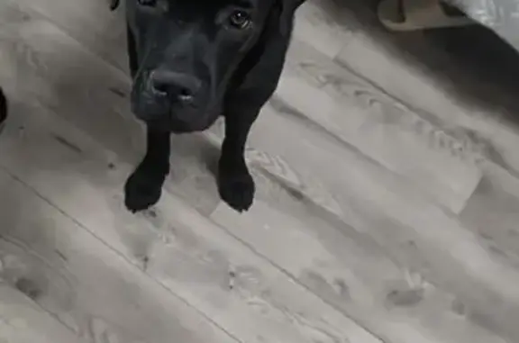 Пропала собака, Курортная улица, городской округ Ижевск - тёмная, убежала с поводка - photo