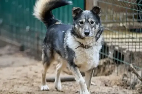 Пропала собака, Ленинградская улица, 16Б, Химки - зовут Варя, лайка - photo