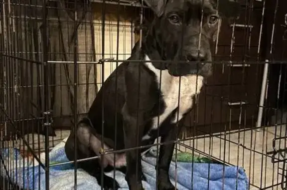 Найдена собака, Красноярск, фото: Найден собака, мужской, улица Карла Маркса, Красноярск - метис стаффа