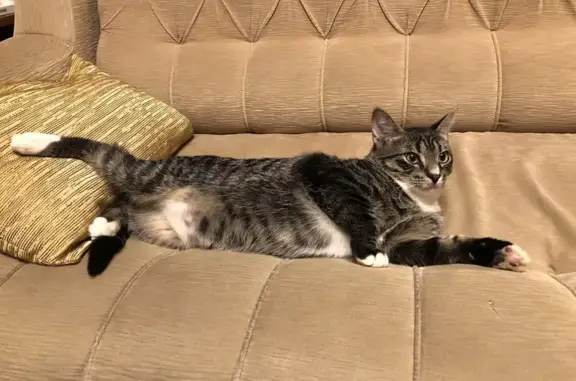 Пропал кот, Земледельческая улица, 1, Санкт-Петербург - полосатый с белыми лапками - photo