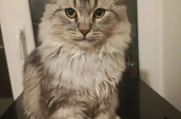 Пропал кот, 16К-1247, Красный Ключ - серый - photo