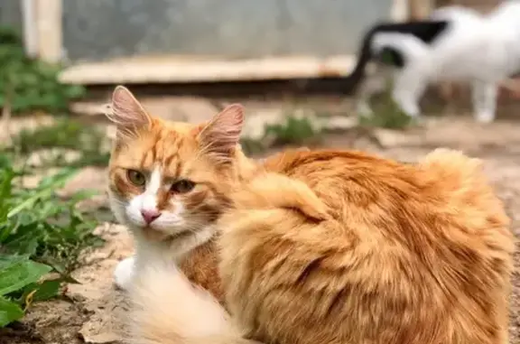 Пропал кот, Коммунистическая улица, Кандры - пушистый рыже-белый, откликается на Мáли - photo