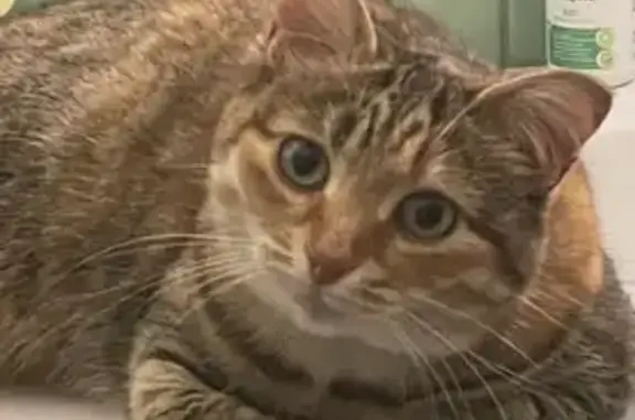 Пропала кошка, улица Дружбы, 5, Пенза - возможно подмёрзла - photo