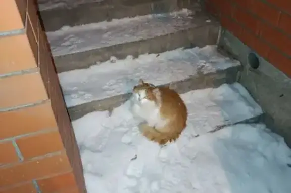 Найдена кошка, Тула, фото: Найдена кошка, Водный переулок, 8, Тула - выглядит домашней