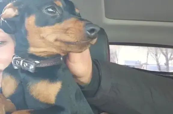 Найдена собака, Демихово, фото: Найден собака, Школьная улица, Демихово - щенок цвергпинчер