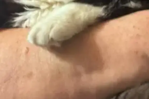 Пропал кот, Семафорная улица, 40А, Шахты - правый глаз белый - photo