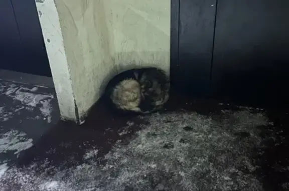 Найдена собака, Омск, фото: Найдена собака, 2-й Амурский проезд, Омск - немецкая овчарка без ошейника