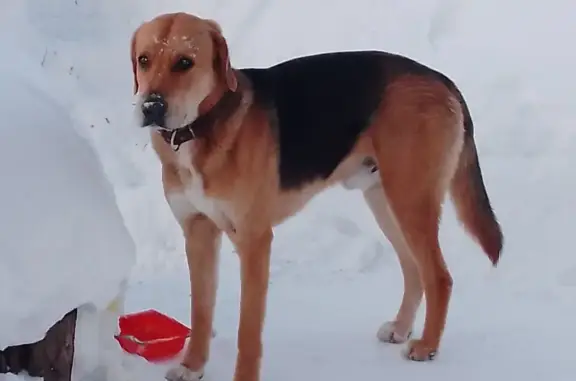 Найдена собака, Турово, фото: Найден собака, Турово, Московская область - гончая, кобель, в ошейнике
