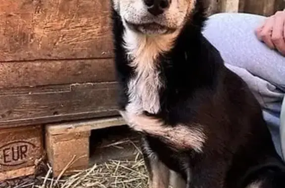 Пропал собака, 58К-168, Ухтинка - черно-коричневый, белое пятно на груди - photo