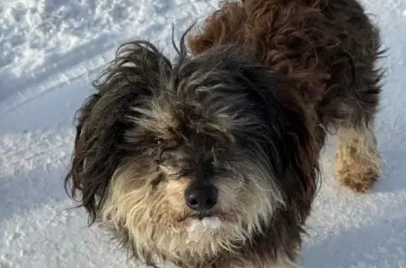 Пропала собака, Социалистическая улица, Таганрог - каштанового окраса, откликается на кличку Малыш - photo