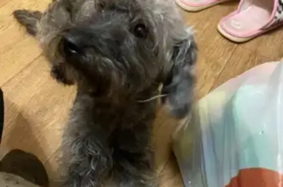 Найдена собака, Самара, фото: Найдена собака, 8, Самара - ухоженная и стриженная