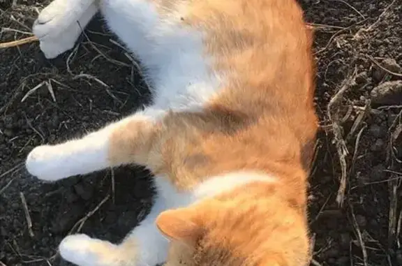 Пропал кот, улица Тургенева, 41, Новокузнецк - рыже-белый - photo