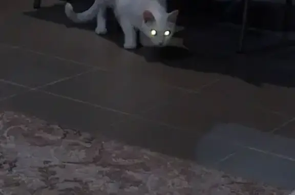 Пропала кошка, Кашино, Свердловская область - белая, 2-3 года, без шерсти на животе - photo