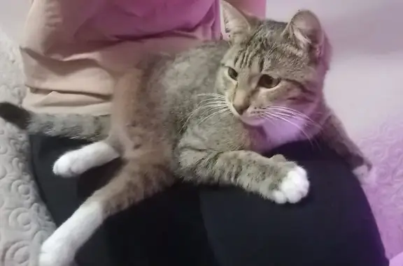 Кошки потеряшки, Аша, фото: Потеряшка кот, Омская улица, 60, Аша - коричнево-чёрный с белыми пятнами