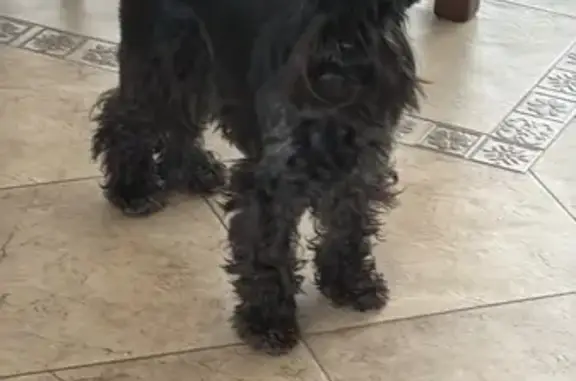 Собаки потеряшки, Богородский район, фото: Потеряшка собака, Богородский район - цвергшнауцер, черный окрас