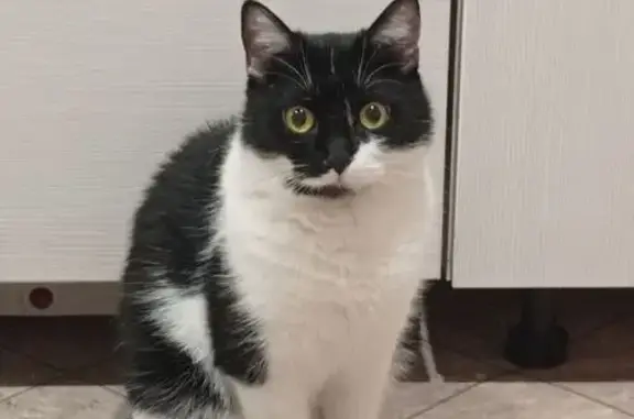 Пропал кот, проезд 2-й Линии, 44, Краснодар - черно-белый, пугливый - photo