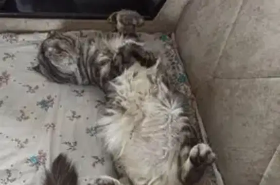 Пропал кот, улица Чайкиной, Нальчик - веслоухий и пушистый - photo