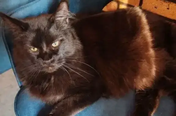 Пропал кот, улица Елисеева, Волгоград - чёрный мейнкун ручной - photo