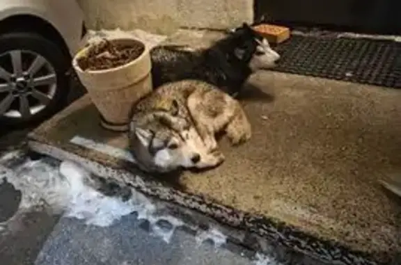 Найдена собака, Ростов-на-Дону, фото: Найден собака, Гранатовая улица, 13/44В, Ростов-на-Дону