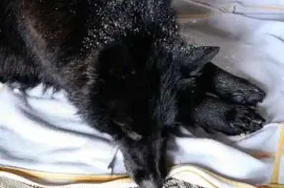 Найдена собака, Бузулук, фото: Найдена собака, улица Гая, Бузулук - чёрная с белым пятном на груди