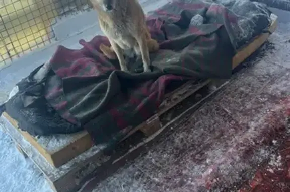 Пропала собака, женский пол, улица Горького, 28, Челябинск - рыженькая небольшого роста - photo