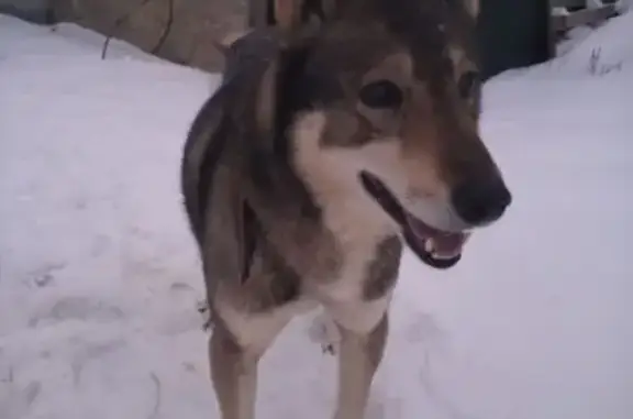 Найдена собака, Фролово, фото: Найден собака, Фролово, Волгоградская область - мальчик с цепью