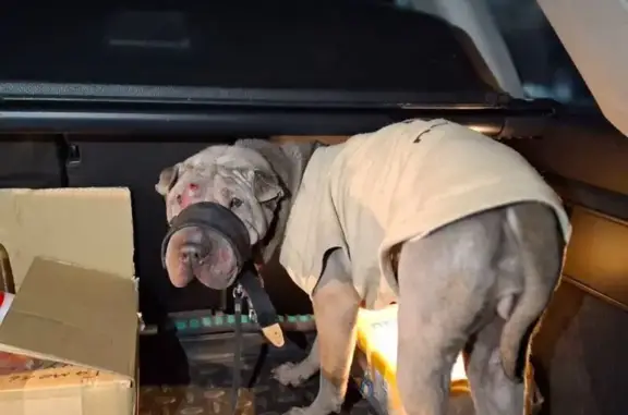 Найденные животные Тарутино, фото: Найдена собака, Тарутино, Калужская область - породы шарпей, с аммуницией и следами укусов