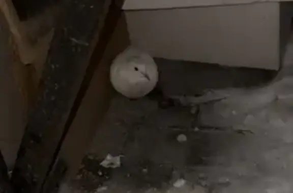 Объявления о пропавших и найденных животных, Тамбов, фото: Найден голубь, Мичуринская улица, 213Б/1, городской округ Тамбов - похож на домашнего