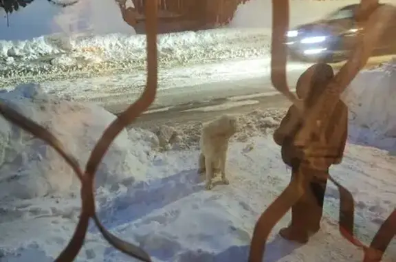 Найденные животные Ковров, фото: Найден собака, улица Володарского, Ковров - белый алабай