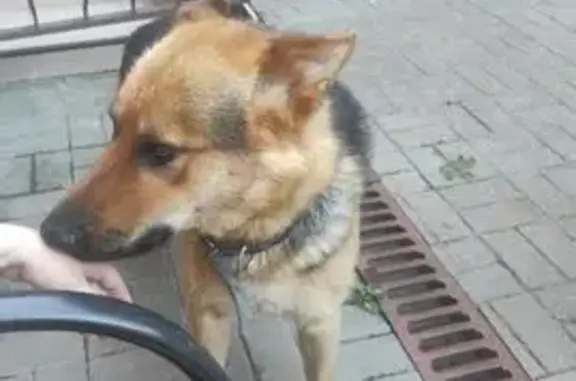 Пропал собака, Еланский переулок, 19, Ростов-на-Дону - овчарка с черно-коричневым окрасом - photo