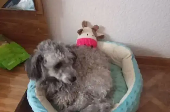 Пропала собака, Беломорская улица, 44, Новороссийск - карликовый пудель, кличка Аська - photo